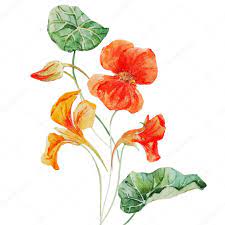 Watercolor Nasturtium Flower Vector Image By C Zeninaasya Vector Stock 81451218