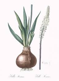 Image result for Drimia