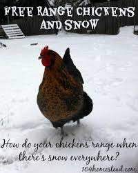 Free Ranging Chickens Is Great But What About Those Free Range Chickens That Live Where Winter Hits Har Free Range Chickens Chickens Backyard Raising Chickens