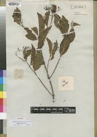 Image result for Tarenna pavettoides