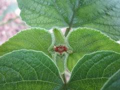 Seeds, cuttings, and other plant parts. Need Tips For Rooting Pagoda Clerodendrum Speciosissimum