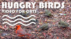Bird Videos For Cats To Watch Online Entertainment For Cats Hungry Birds Free Screensaver Video For Cats Video For Cats More Videos For Cats Http Www Tvbini Co With Images Cat Gif Kitty Games Bird Gif