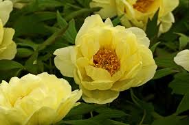 Check spelling or type a new query. Tree Peonies Diy