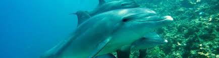 The slider above shows the current pods versus what they might look like without bright colors. Here S How To See Dolphins Without Hurting Them Peta