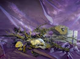 Blue flowers of santa barbara ceanothus. Barbra Riley