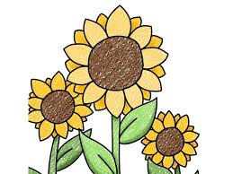 Learn to draw a pretty sunflower. Easy Drawings For Kids Helloartsy