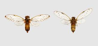 Next story pounding on metal door sound effect. Sounds Of Cicadas A Loud But Under Studied Insect Is Finally Getting Due Attention By Researchers