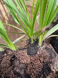 Image result for Xerophyta trichophylla