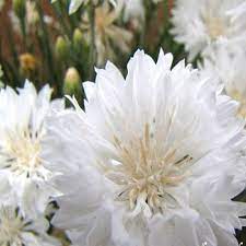 White Cornflower Seeds White Bachelor S Button Flower Seed Bachelor Button Flowers Flower Seeds Annual Flowers