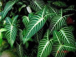 Caladium Lindenii Andre Madison Magnificum Tropical Garden Plants Caladium Planting Flowers