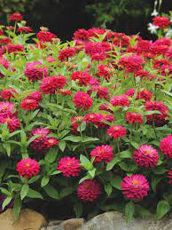 Pin On Garden Plants For Me