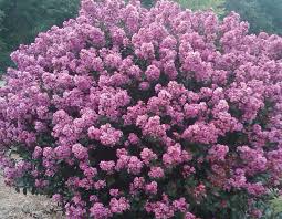 Image result for Lagerstroemia