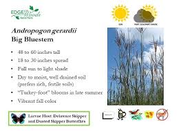 Image result for Andropogon lima