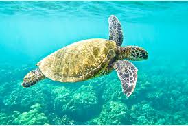 Green Sea Turtle Wild Republic