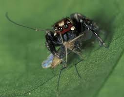 pin on tarantulas and spiders