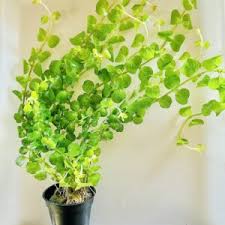 Image result for Nesaea polycephala