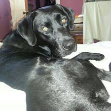 From Craigslist Berea Sc We Found A Beautiful Sweet Black Lab Running Around In The Parking Lot Sunday 2 17 She Came Dog Sounds Animal Rescue Dog Adoption