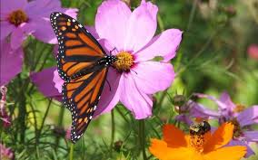 Jardin Des Papillons Conseils Sur Les Plantes Et Fleurs A Choisir En 25 Photos Top Fleurs D Octobre Jardin Des Papillons Et Fleurs Cosmos