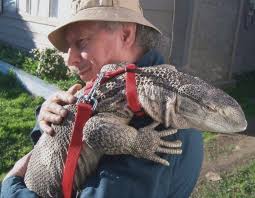 Komodo atau juga disebut biawak komodo merupakan satwa endemik asli indonesia.hewan ini banyak ditemukan di nusa tenggara timur (ntt). 6 Fakta Unik Dan Menarik Biawak Kadal Besar Yang Mirip Ular