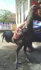 Ayam Pelung Muda Si Jalu Warna Jalak Ayam Pelung Garut Facebook
