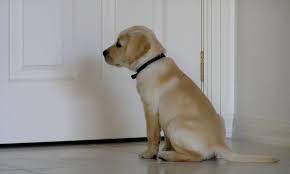 Separation anxiety is a disorder that causes dogs to panic at the idea of being left home alone. Dog Gone How To Handle Your Pet S Post Covid Separation Anxiety Pets The Guardian