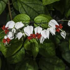 Image result for Clerodendrum thomsoniae