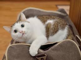 You will find below the information required to assist you in making transportation arrangements for dogs and cats it has been a long standing practice of iata and its constituent carriers to discourage the use of sedatives and tranquilizers in animals to be transported. Calming Tips For Flying With Cats Petmd Petmd
