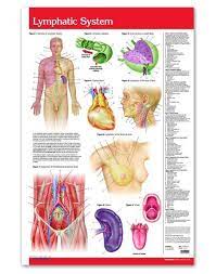 Pin On Anatomy