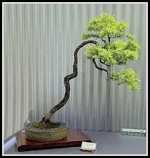 The oldest bonsai trees are more than 500 years old. Melaleuca Bracteata Revolution Gold Bonsai Tree Types Bonsai Plants Bonsai Styles