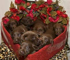 Your puppy is guaranteed for one year from the date of birth against life threatening congenital defects. I Want One Chocolate Lab Puppies Lab Puppies Cute Puppies