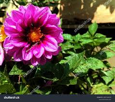 Image result for Xenostegia pinnata