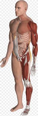 (2) the musculoskeletal system (also referred to separately as the muscle system and the skeletal system), composed of the skeletal muscles and bones. Homo Sapiens Human Body Organ Human Anatomy Biology Human Body Human Head Cell Png Pngwing