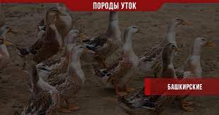 Особенности разведения Башкирских уток в домашних условиях