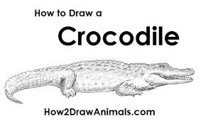 Draw a crooked mouth, some himps for the eyes and eye brows and give your alligator some feet. How To Draw A Crocodile