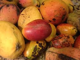 Jamaican Mangoes, So Many Types All Delicious
