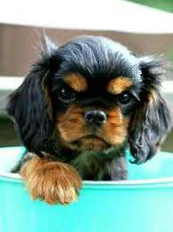 Black And Tan Cavalier King Charles Spaniel Puppies For Sale Black And Tan Cavalier King Charles Spaniel Puppy King Charles Cavalier Spaniel Puppy Cavalier Puppy King Charles Spaniel
