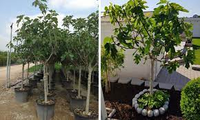 Leaves and wood are reddish which helps distinguish rootstock from grafted portion. Ficus Carica Brown Turkey Edible Common Fig Tree Half Standard Garden Plants Online