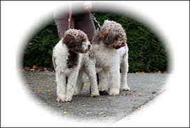 Often mistaken for a portuguese water dog or a labradoodle. Lagotto Romagnolo Of Canada Kennels Lrc At Duckett Truffieres