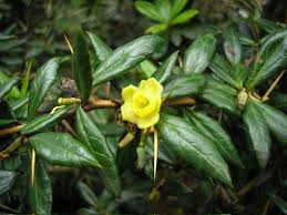 Image result for Berberis julianae