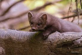 Image result for kuna lesní obrázky