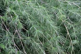 Image result for Asparagus laricinus