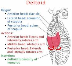 Image Result For Anterior Deltoid Origin And Insertion Muscle Anatomy Human Anatomy And Physiology Medical Anatomy
