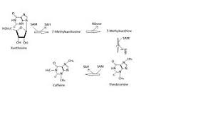 Structural Biochemistry Caffeine Wikibooks Open Books For