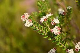 Image result for Phylica emirnensis