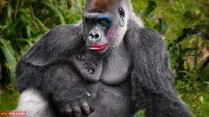 صور الغوريلا معلومات عن الغوريلا واين تعيش gorilla unusual animal friendships mountain gorilla