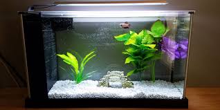 Bettas also actually enjoy living in small environments so do not keep him or her in a big tank. Do Betta Fish Need A Filter Bettafish Org