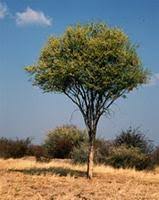 Image result for Boscia albitrunca