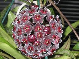 Pin Pa Flowers