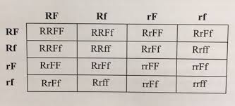In this worksheet, you get a text and an answer key. Section 11 1 Dihybrid Crosses Flashcards Quizlet