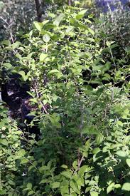 Image result for Disperis virginalis